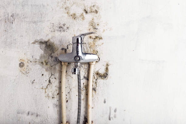Best Affordable Mold Removal  in Wilson, WY