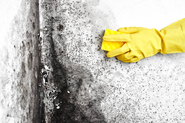 Best Water Damage Restoration  in Wilson, WY