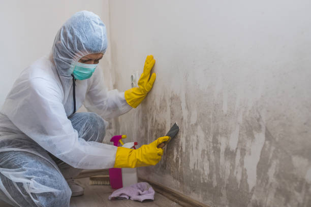 Best Toxic Mold Removal  in Wilson, WY