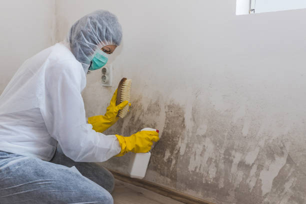 Certified Mold Removal in Wilson, WY