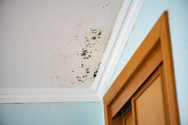Best Mold Testing  in Wilson, WY