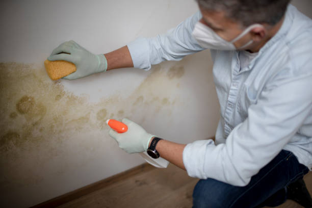 Best Mold Testing  in Wilson, WY