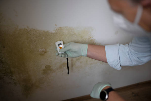 Best Mold Removal Company Near Me  in Wilson, WY