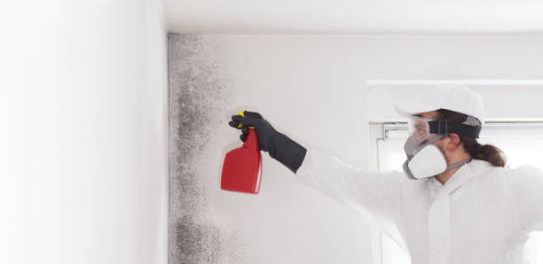 Best Professional Mold Removal  in Wilson, WY