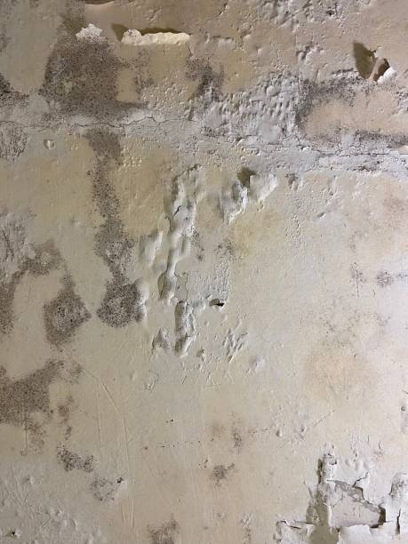 Best Mold Removal Near Me  in Wilson, WY