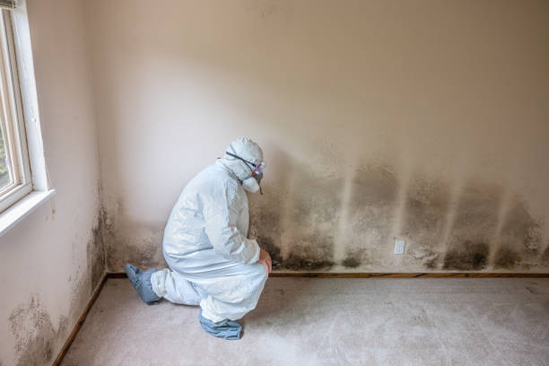 Mold Removal and Inspection in Wilson, WY