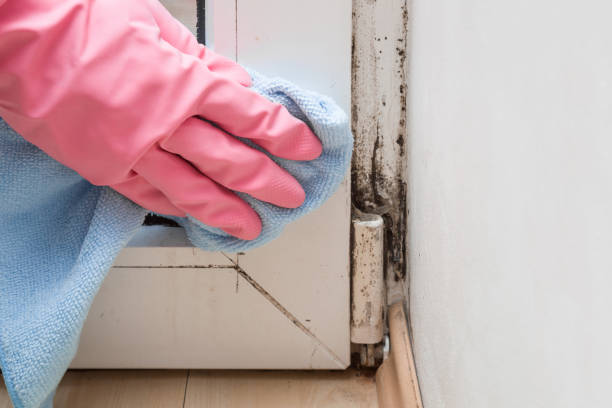 Best Fast Mold Removal  in Wilson, WY