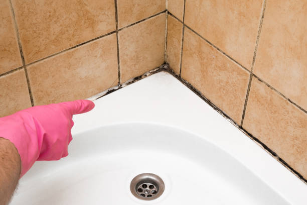 Best Crawl Space Mold Removal  in Wilson, WY